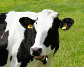 Sete mil animais são vacinados contra a febre aftosa em Cordeiro