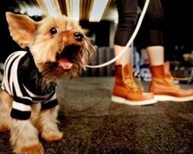 Pet Fashion Week: primeira edição é no próximo domingo