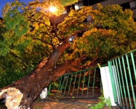 Temporal derruba árvore, alaga ruas e dá nó no trânsito no Centro