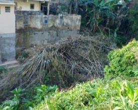 Trecho do Rio Santo Antônio é obstruído por bambus