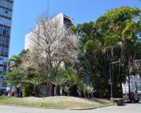 ​Florada de ipê-branco traz um diferencial à paisagem do Centro