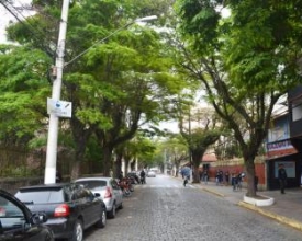Dia da Árvore é celebrado nesta quarta-feira