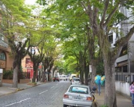 As muitas espécies de árvores friburguenses