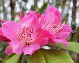 Chegou a Primavera!