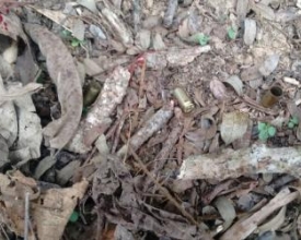 Adolescente é morto a tiros em Riograndina