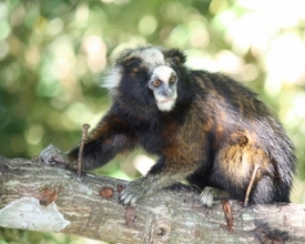 Sagui-da-serra-escuro pode desaparecer em 30 anos