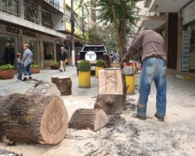 Rua Portugal: tronco de árvore é cortado e repartido entre a população