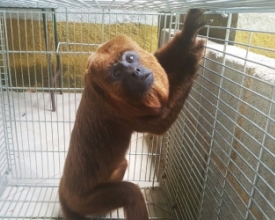 Equipe captura macaco suspeito de atacar pessoas em Cordeiro