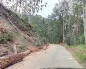 Ministério do Trabalho embarga corte de eucaliptos na Granja Spinelli 