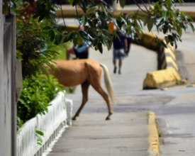 Friburgo agora tem empresa para recolher cavalos e outros animais