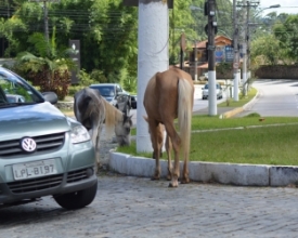 Cavalos soltos nas ruas causam transtornos e riscos de acidente