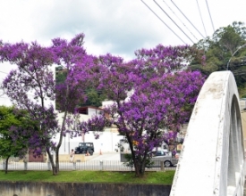 Quaresmeiras em flor embelezam paisagem friburguense
