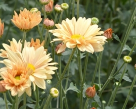 Por que não Cidade das Flores?