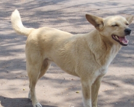 Prefeitura fará campanha de adoção de cães 