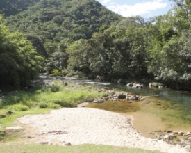 Laudo de morte de macaco em Lumiar dá negativo para febre amarela