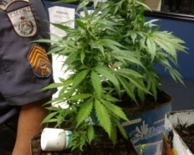 PM apreende cocaína, armas e pés de maconha