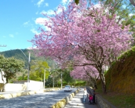 Enfim, cerejeiras florescem e embelezam a paisagem