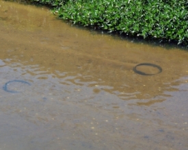 E o Bengalas sereno desliza... sobre centenas de pneus velhos