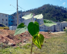 Quase 200 mudas de ipês e quaresmeiras são plantadas no Terra Nova