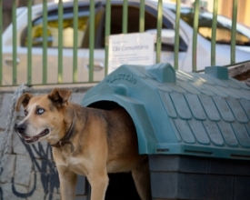 Moradores criam "cãodomínio" para cuidar de cachorros abandonados no Cônego