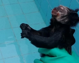Mais 2 macacos achados mortos em Friburgo: suspeita de febre amarela