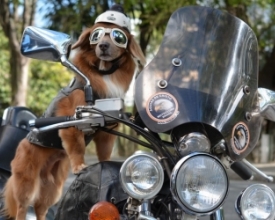 Uma voltinha com Nick, o cão motociclista de Friburgo
