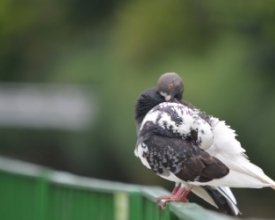 Polêmica no ar: alimentação de aves causa proliferação de pombos e ratos