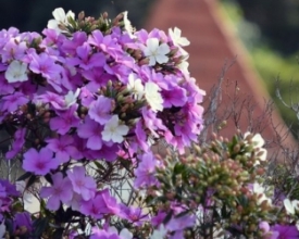 Manacás-da-serra: a floração estonteante da vez  