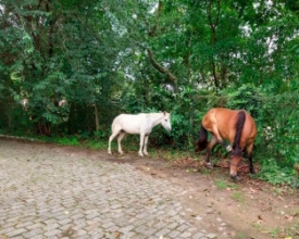 No Cônego, mais cavalos são flagrados soltos na rua