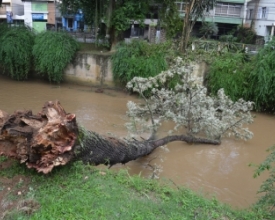 Para ambientalista, árvore que caiu na avenida não era adequada à margem de rio