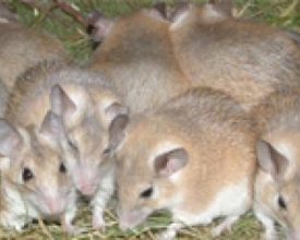 Proliferação de ratos deixa população em estado de alerta