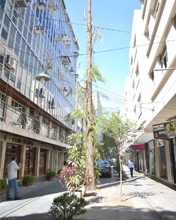 Poda de árvore gera protestos de comerciantes da Rua Portugal