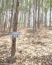 Centro de Treinamento de Cordeiro estimula adoção de práticas sustentáveis