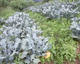Nova Friburgo realiza dia de campo sobre plantio direto