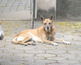 Defensores de animais estão em busca de um lar para Loirinho