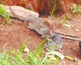 Ratos proliferam na Ponte da Saudade