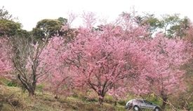 Um dia para contemplar as cerejeiras