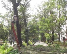 Temporada de chuvas evidencia risco dos eucaliptos da praça