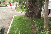 Período de chuvas evidencia risco dos eucaliptos da Praça Getúlio Vargas