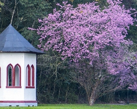Floração das cerejeiras é celebrada com tradicional festa neste domingo