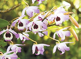 Festa da Flor & Café de Bom Jardim  será realizada neste fim de semana