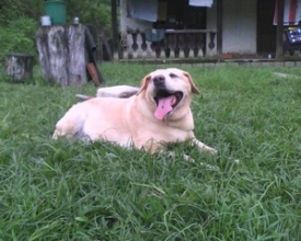 O projeto Amicão & Amicat  resgata cão labrador