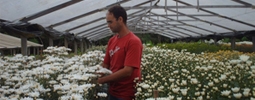 Acesso à tecnologias impulsiona floricultura em Nova Friburgo