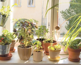 Como ter uma horta em casa?