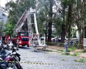 Iphan também assinará regulamentação de cortes dos eucaliptos da Praça Getúlio Vargas