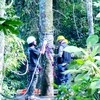 Lumiar Canopy Tour: um voo pela natureza