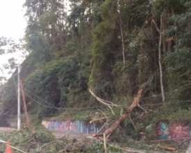 Árvore cai e bloqueia via alternativa na Euterpe