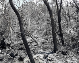Três dias de incêndios mudam a paisagem no Pico da Caledônia