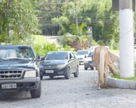 Prefeitura vai contratar nova empresa para recolher cavalos das ruas 