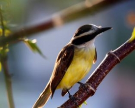 As belezas da fauna e da flora de Nova Friburgo 